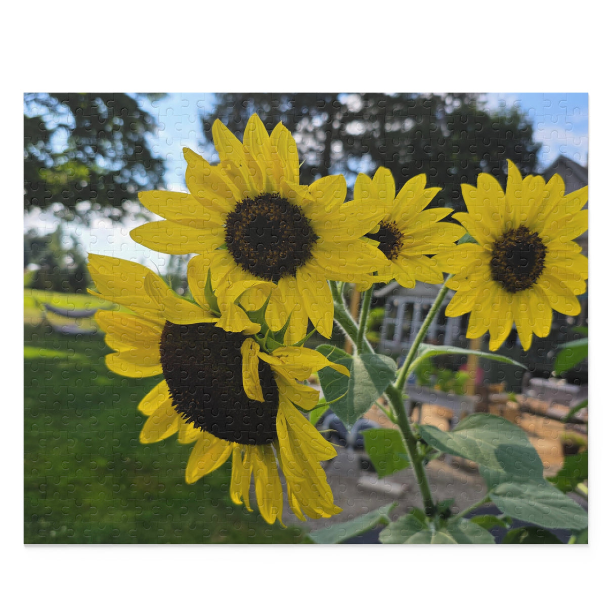 Puzzle (120, 252, 500-Piece)