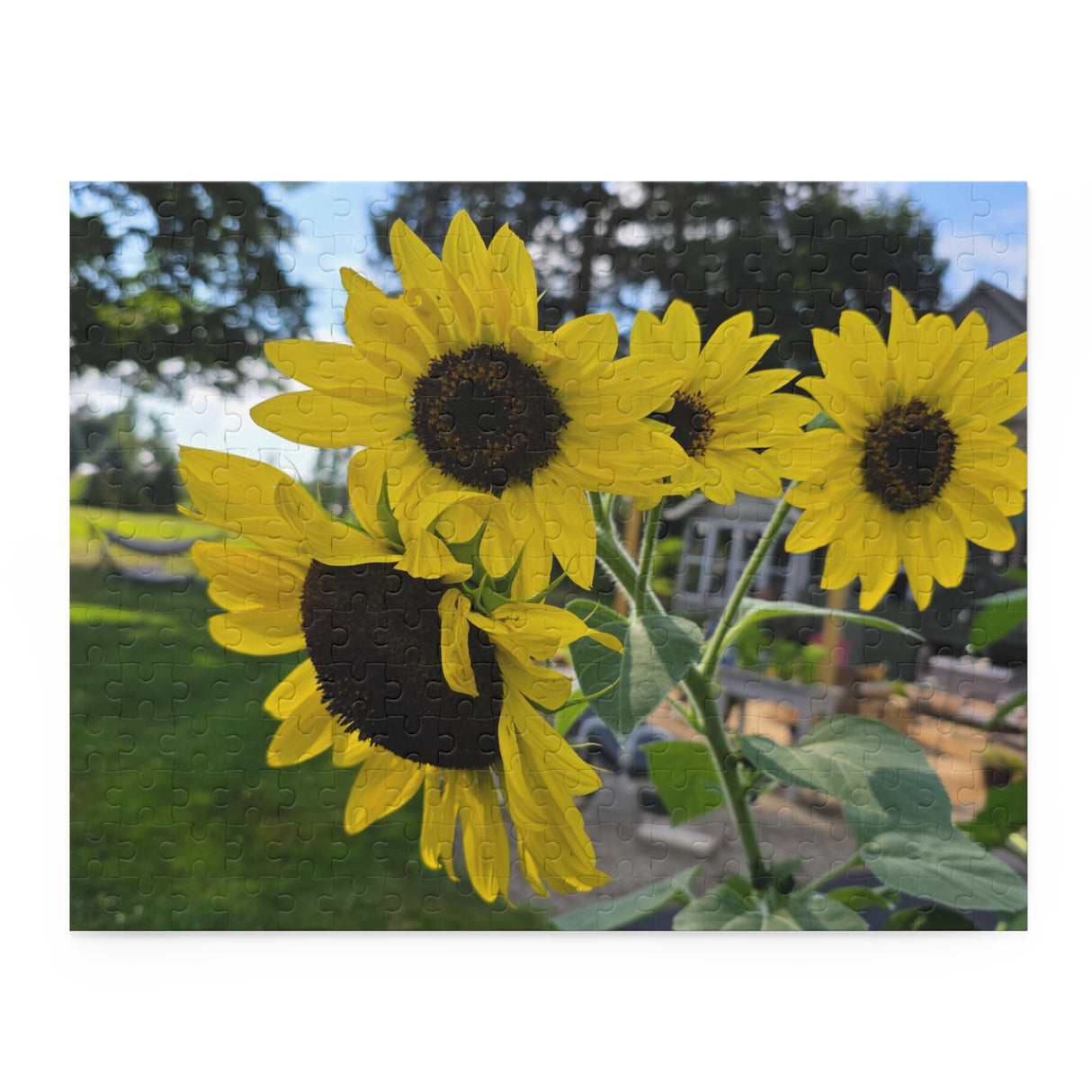 Puzzle (120, 252, 500-Piece)