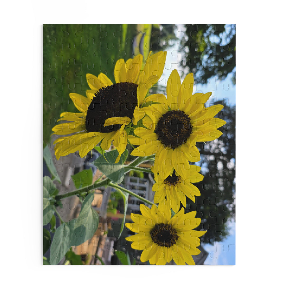 Puzzle (120, 252, 500-Piece)