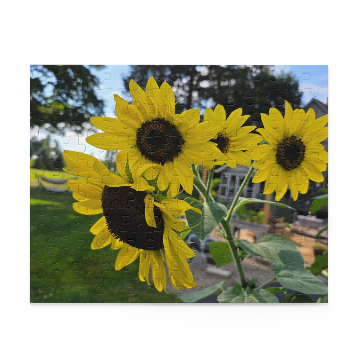 Puzzle (120, 252, 500-Piece)