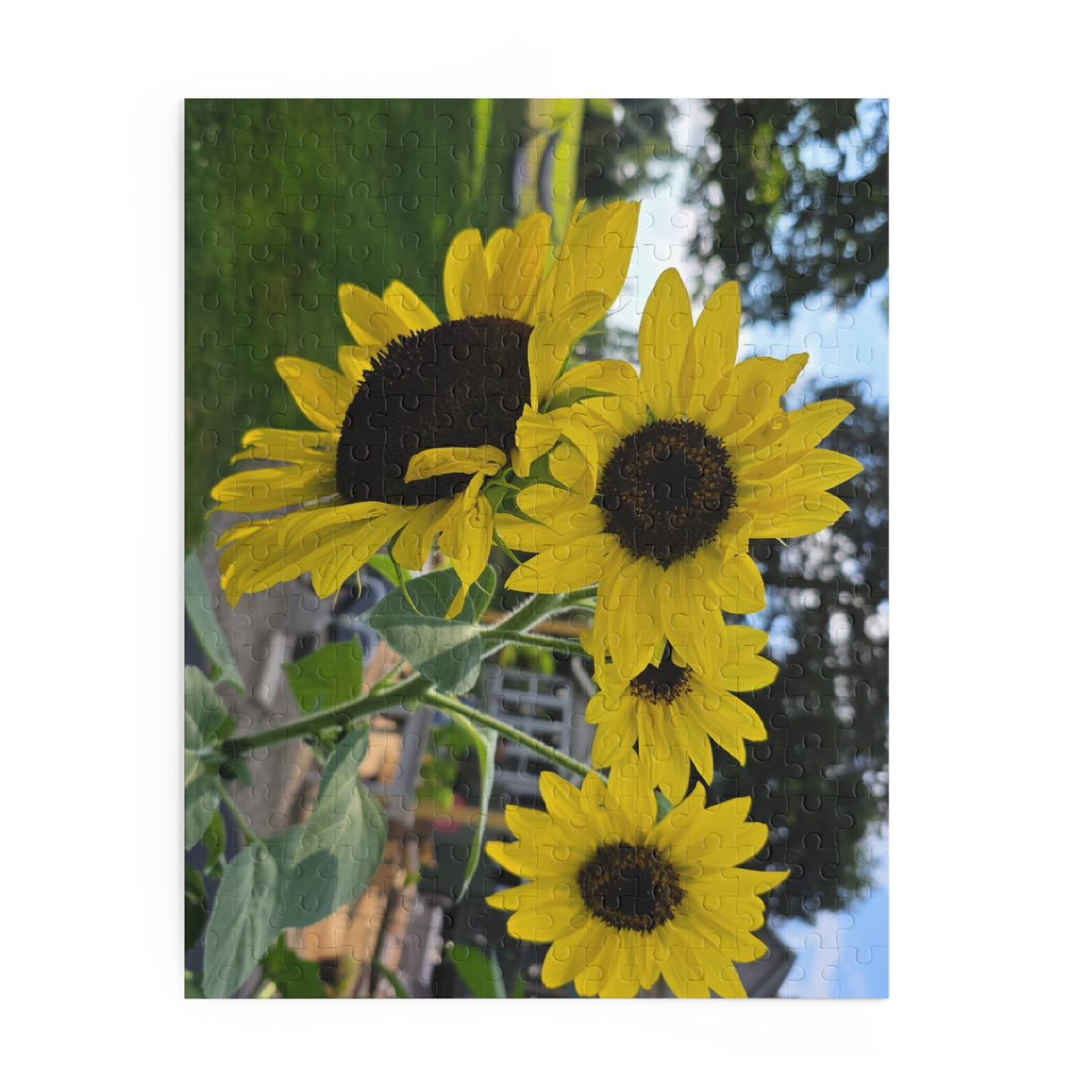 Puzzle (120, 252, 500-Piece)