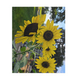 Puzzle (120, 252, 500-Piece)